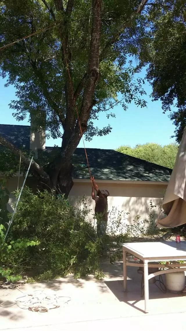 Austin All Seasons Tree Service