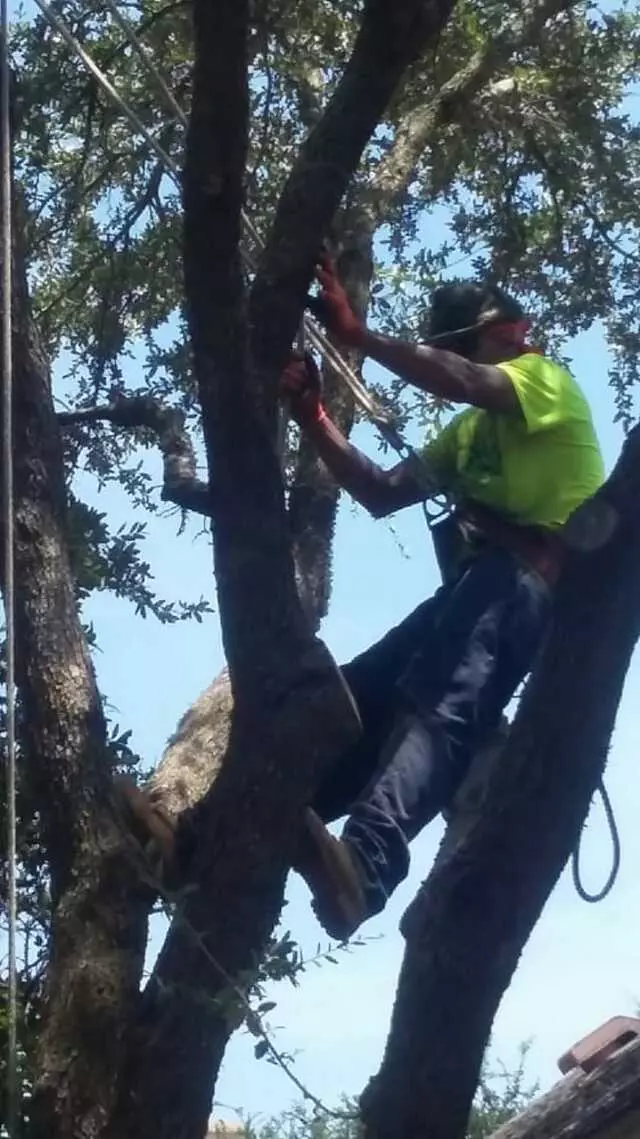 Austin All Seasons Tree Service