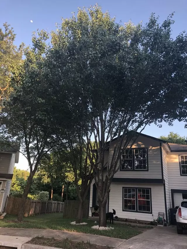 Austin All Seasons Tree Service