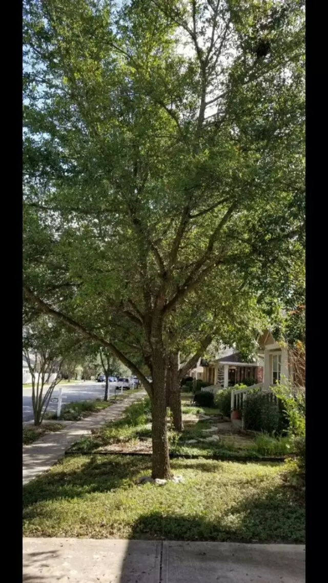 Austin All Seasons Tree Service