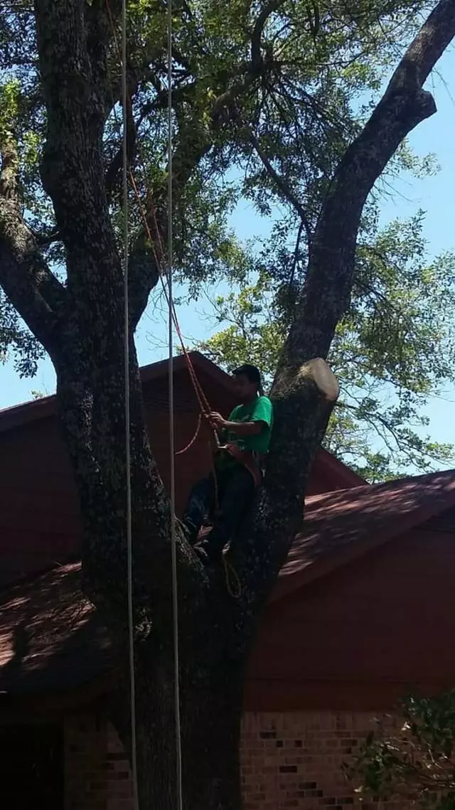 Austin All Seasons Tree Service