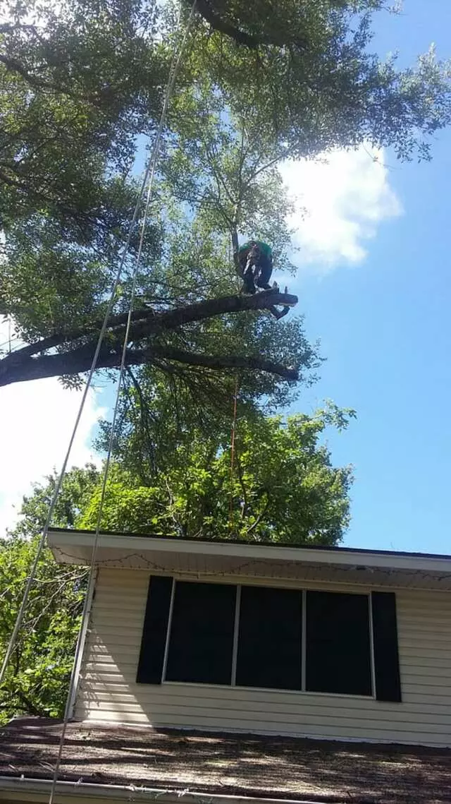 Austin All Seasons Tree Service