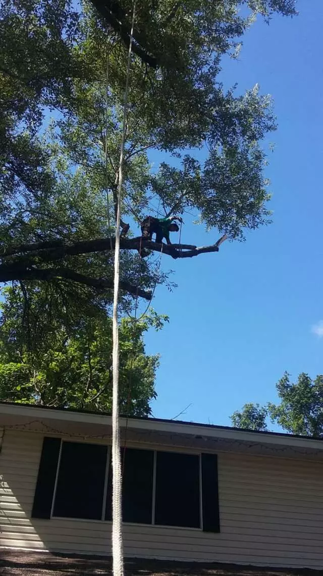 Austin All Seasons Tree Service