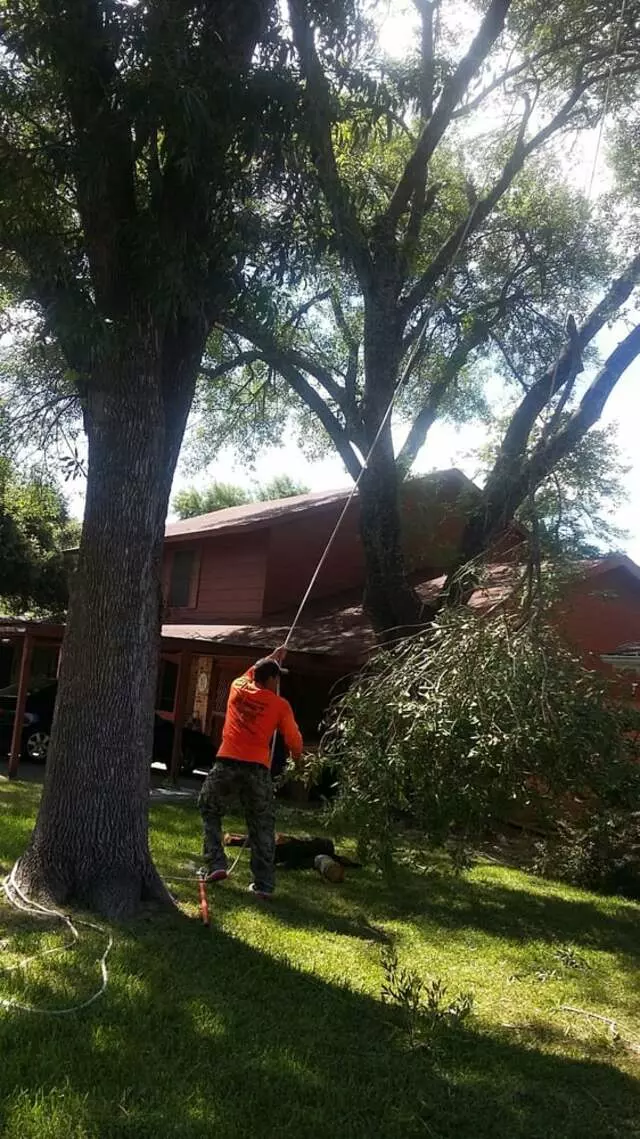 Austin All Seasons Tree Service