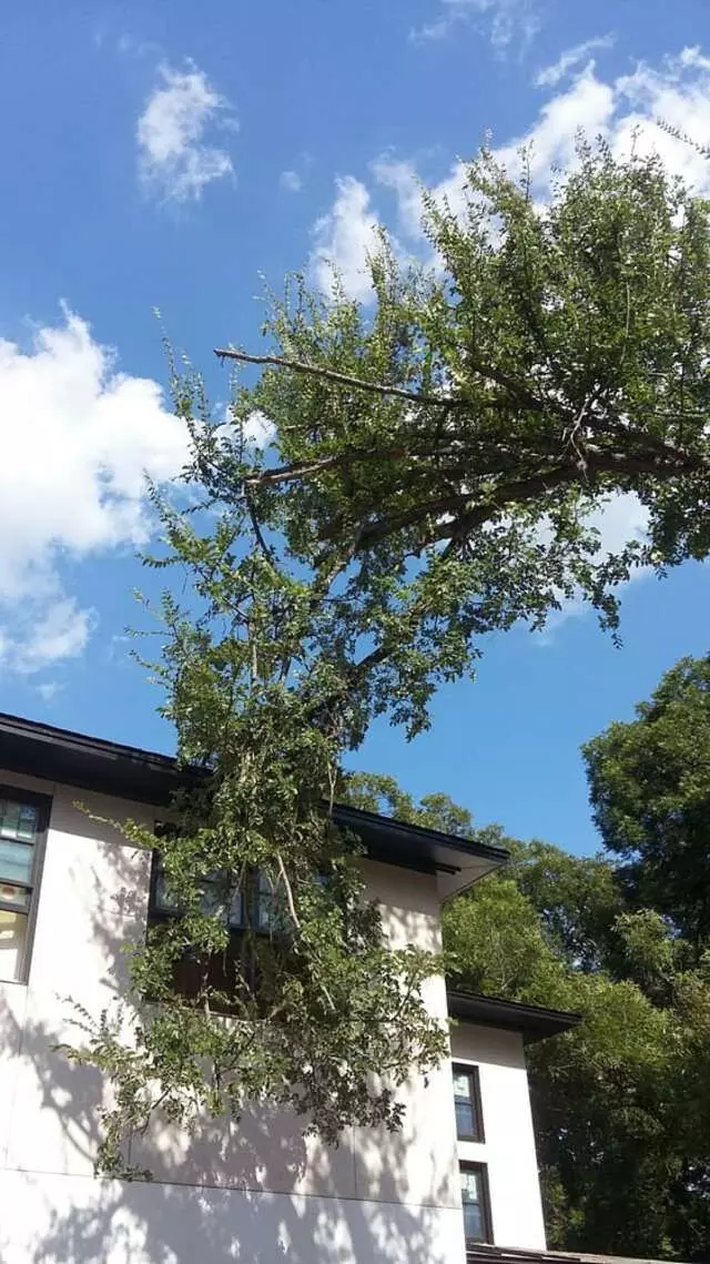 Austin All Seasons Tree Service