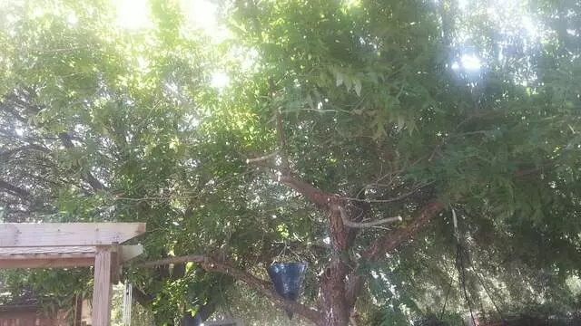 Austin All Seasons Tree Service