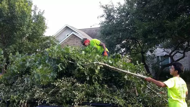 Austin All Seasons Tree Service