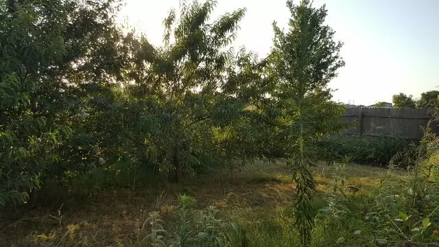 Austin All Seasons Tree Service