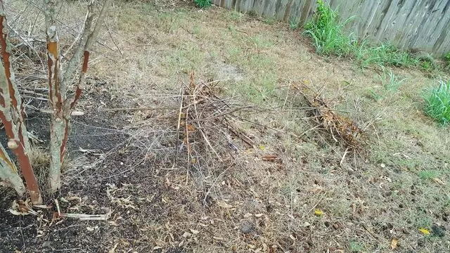 Austin All Seasons Tree Service