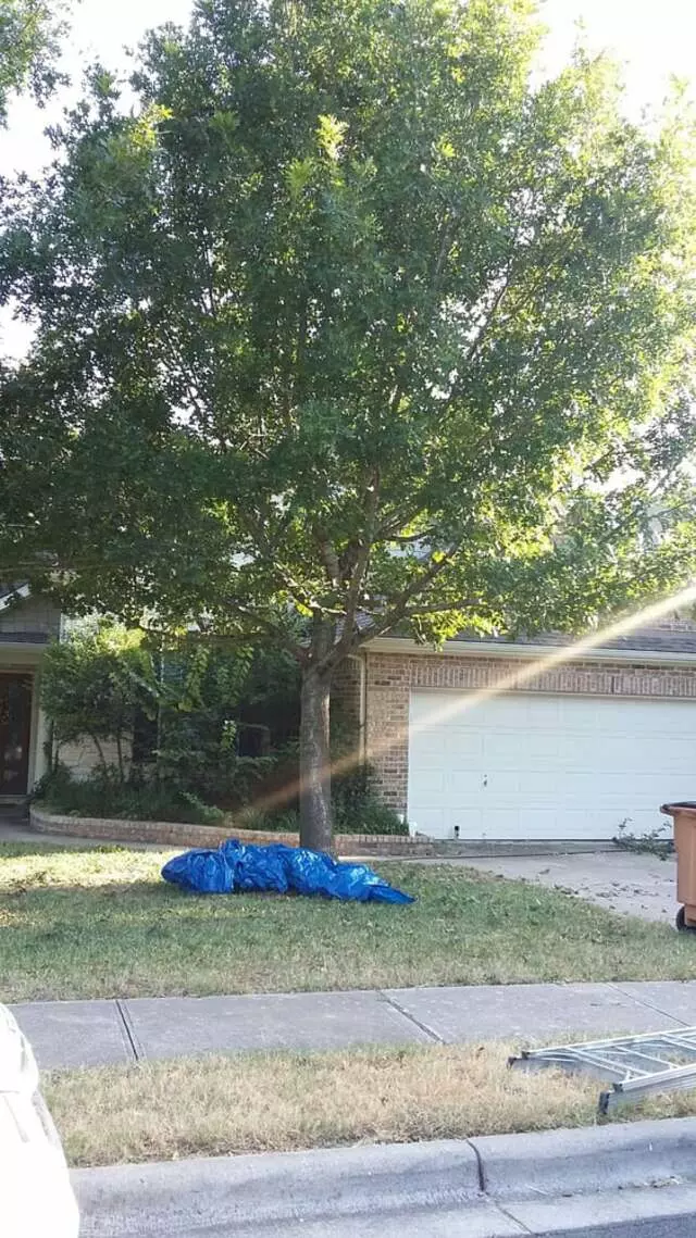 Austin All Seasons Tree Service