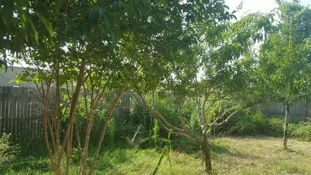 Austin All Seasons Tree Service