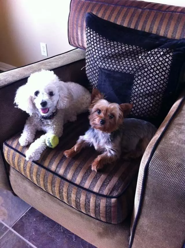 Austin’s Pampered Paws
