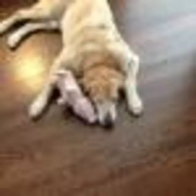 Austin’s Pampered Paws