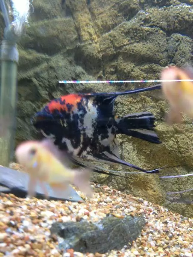 Aquatek Tropical Fish