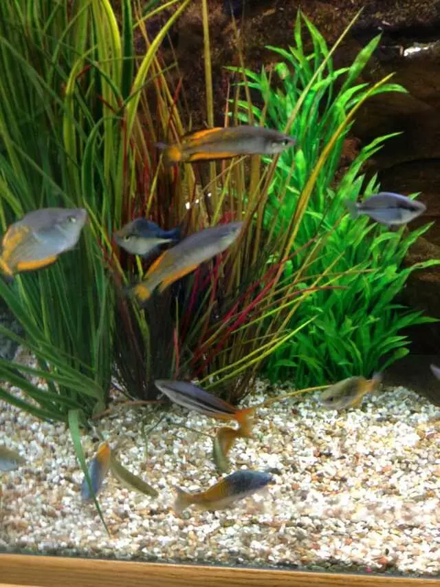 Aquatek Tropical Fish