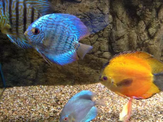 Aquatek Tropical Fish
