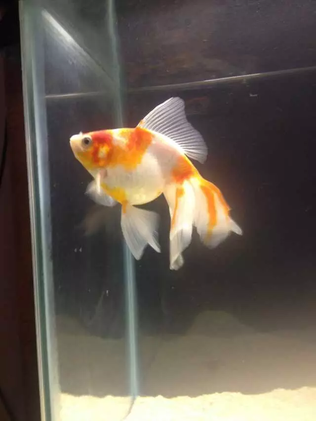 Aquatek Tropical Fish