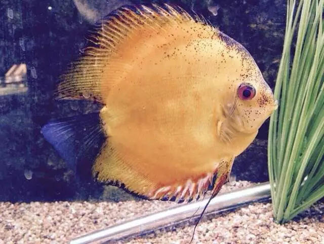 Aquatek Tropical Fish
