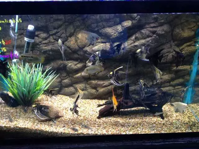 Aquatek Tropical Fish