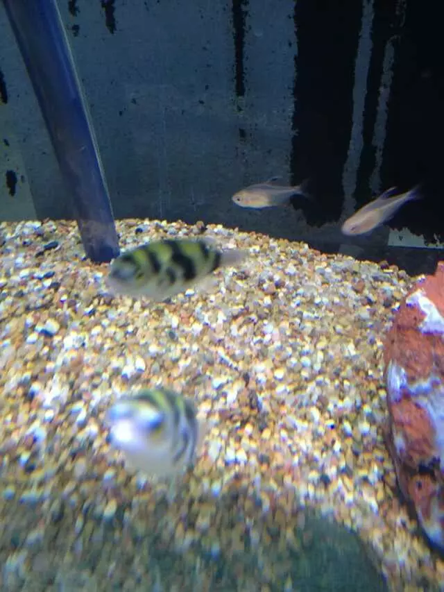 Aquatek Tropical Fish