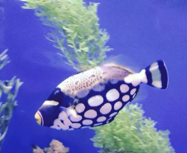 Aquatek Tropical Fish