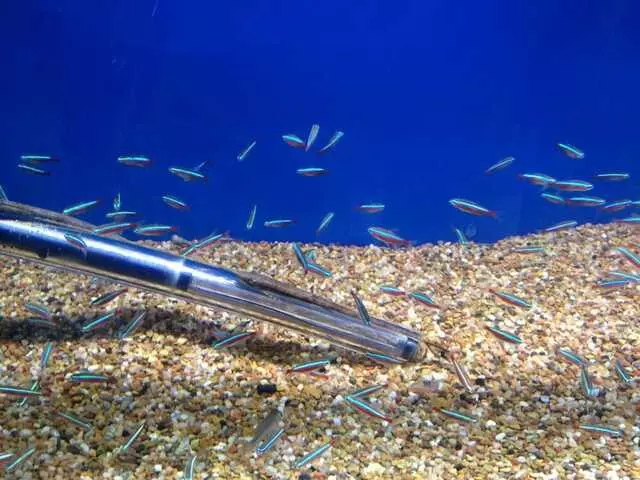 Aquatek Tropical Fish
