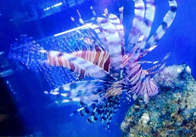 Aquatek Tropical Fish
