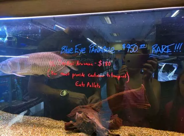 Aquatek Tropical Fish