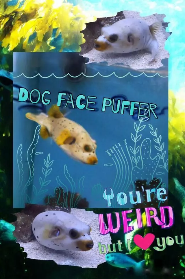 Aquatek Tropical Fish