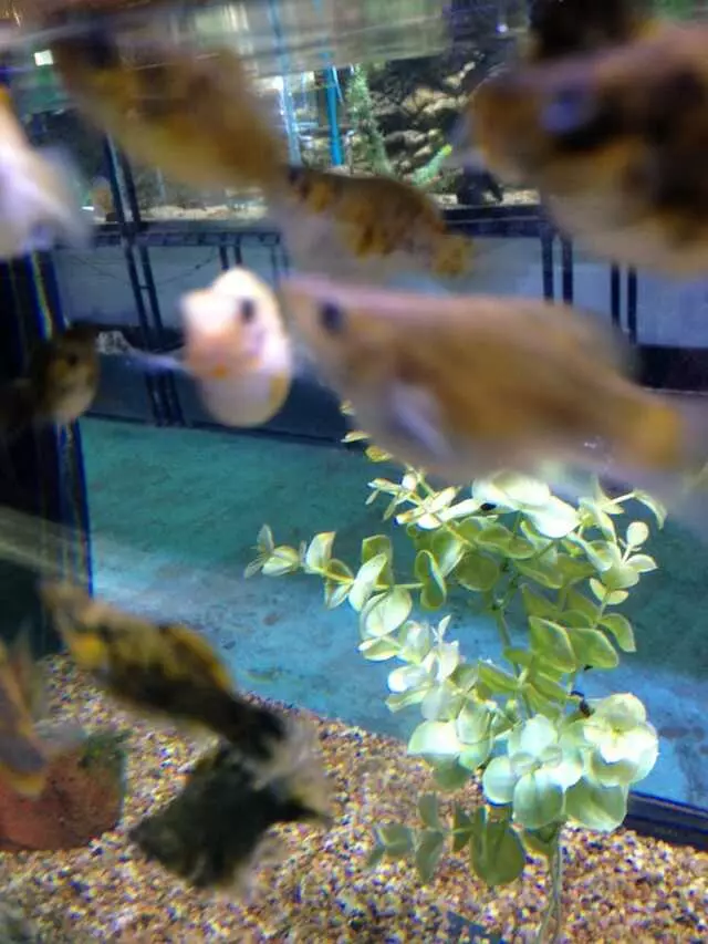 Aquatek Tropical Fish