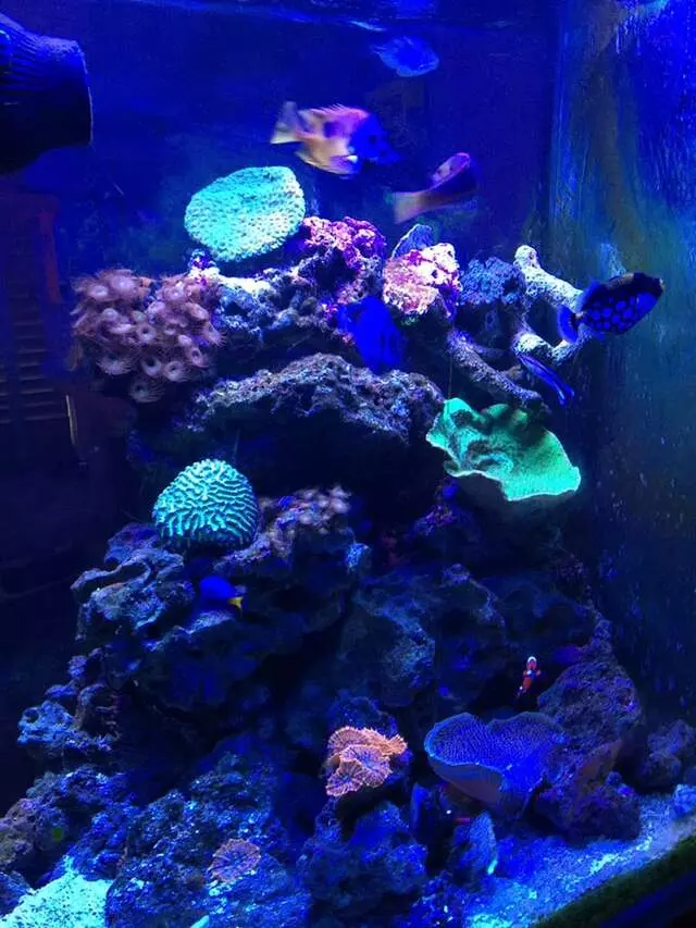 Aquatek Tropical Fish