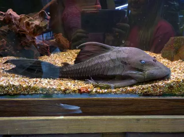 Aquatek Tropical Fish