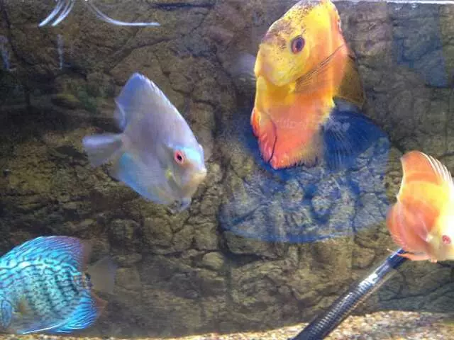 Aquatek Tropical Fish