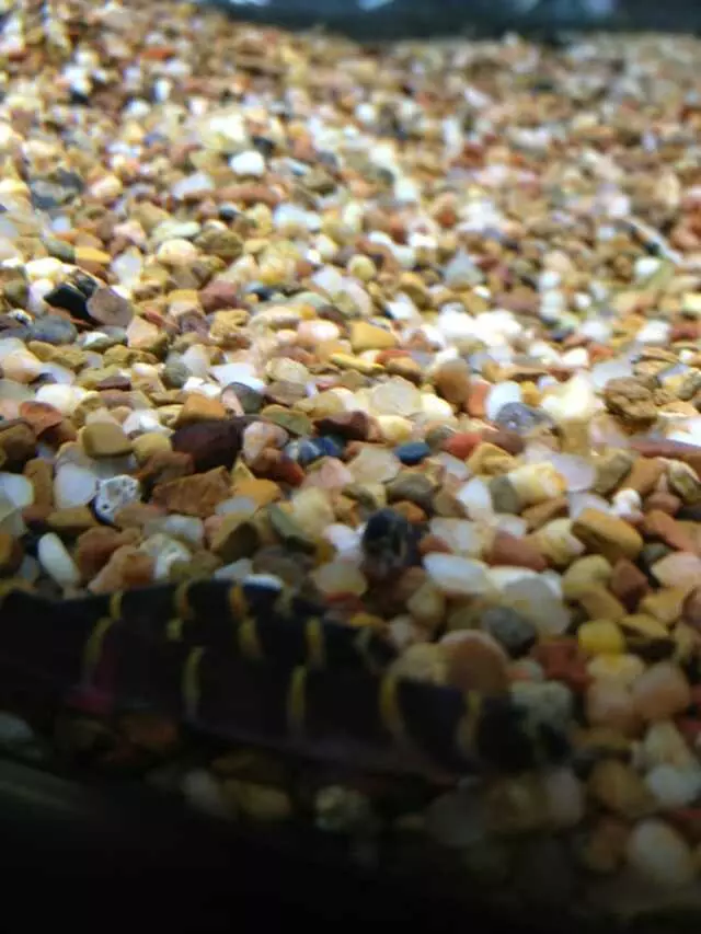 Aquatek Tropical Fish