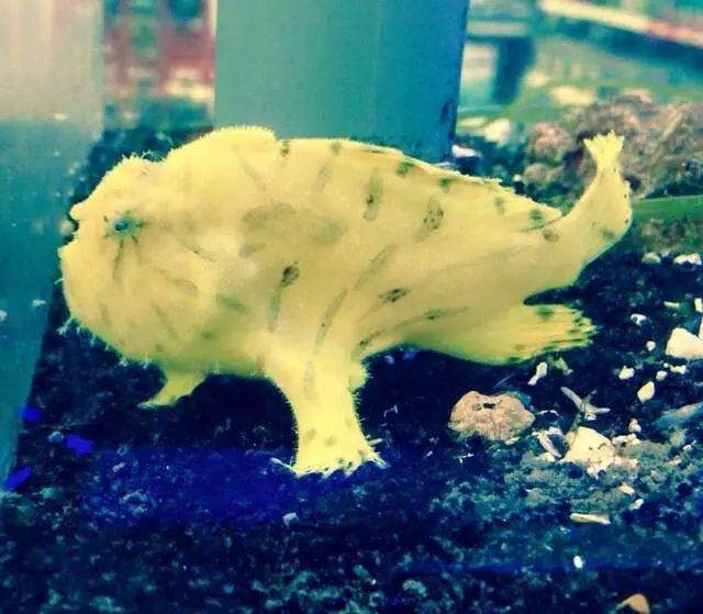 Aquatek Tropical Fish