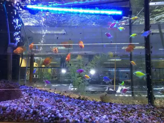 Aquatek Tropical Fish