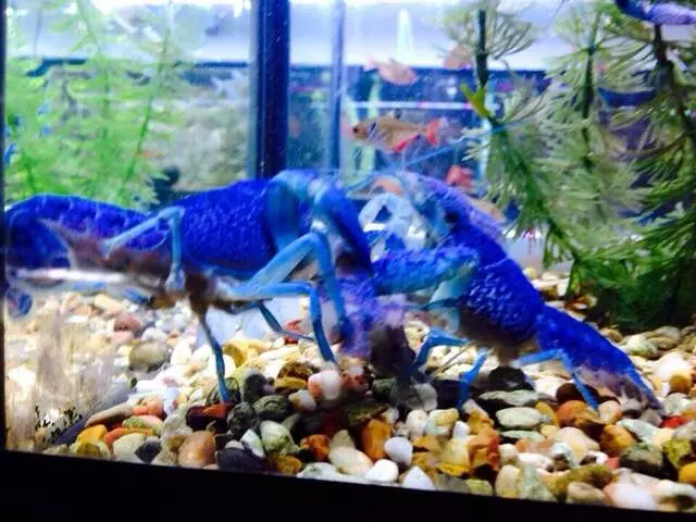 Aquatek Tropical Fish