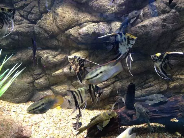 Aquatek Tropical Fish