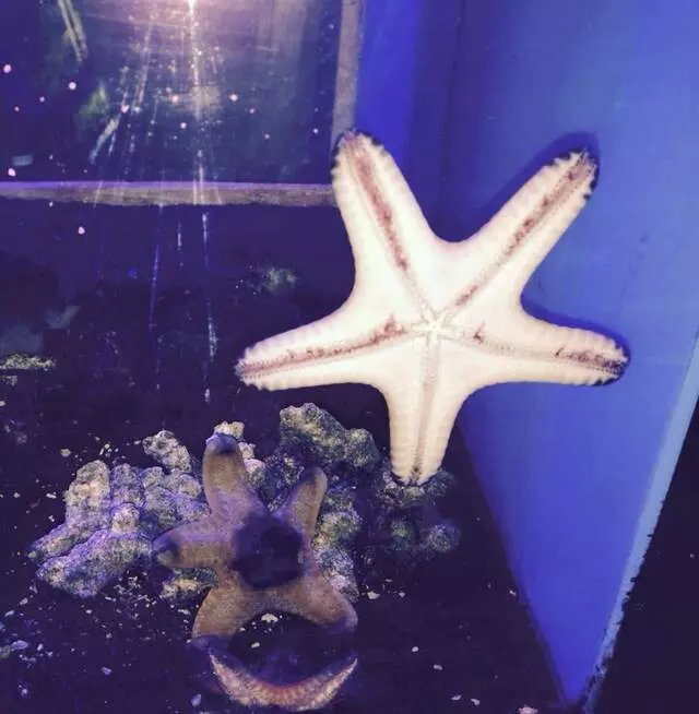 Aquatek Tropical Fish