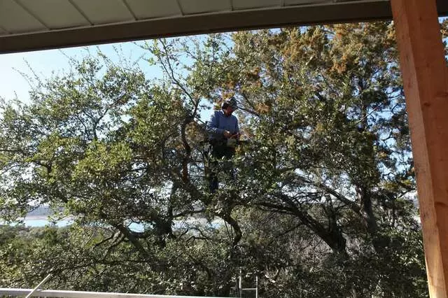 Apex Arborists