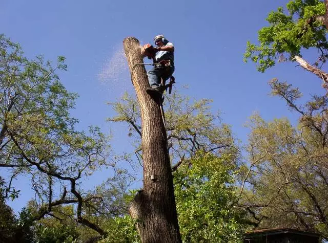 Apex Arborists