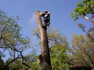 Apex Arborists
