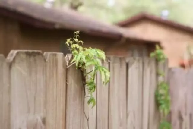 Austin Fence & Deck
