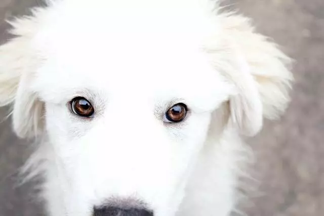 Austin Dog Rescue