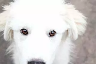 Austin Dog Rescue