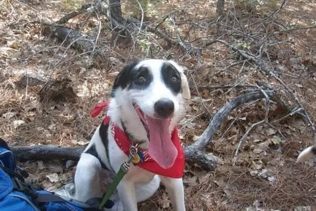 Austin Dog Rescue