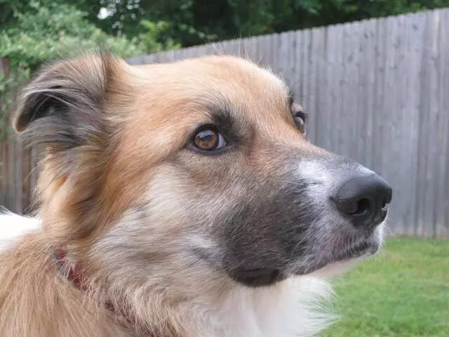 Austin Dog Rescue