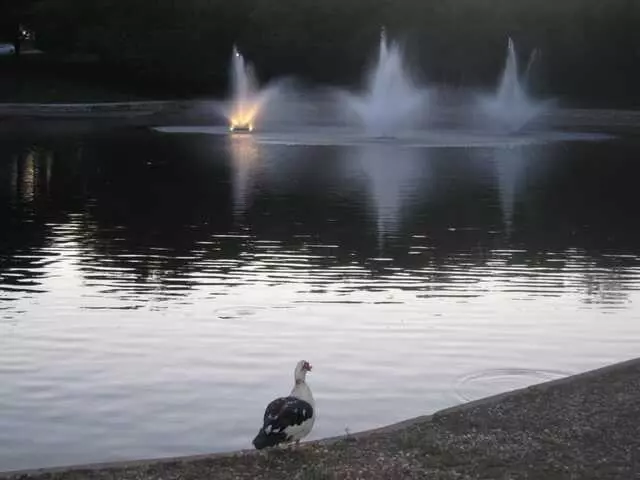 Arboretum Duck Pond