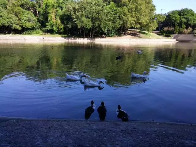 Arboretum Duck Pond
