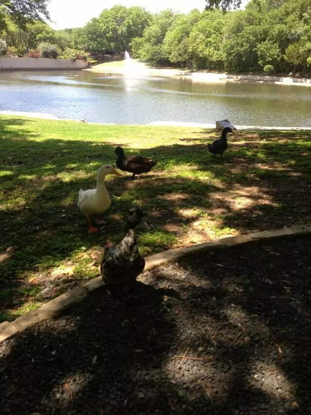 Arboretum Duck Pond